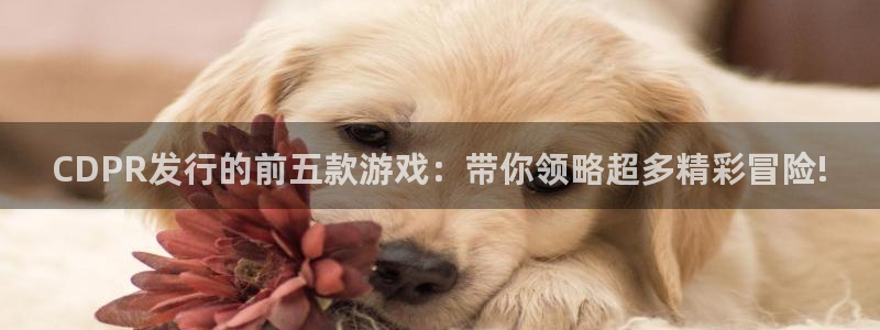 tp钱包app官网下载安装：CDPR发行的前五款游戏：带你领略超多精彩冒险!
